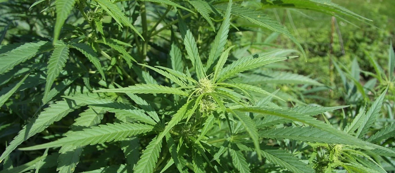 Ρέθυμνο: Εντοπίστηκε καλλιέργεια 76 δενδρυλλίων κάνναβης σε αγροτική περιοχή - Αναζητούνται οι δράστες